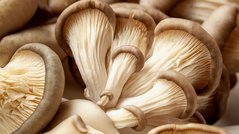 closeup of fresh oyster mushrooms