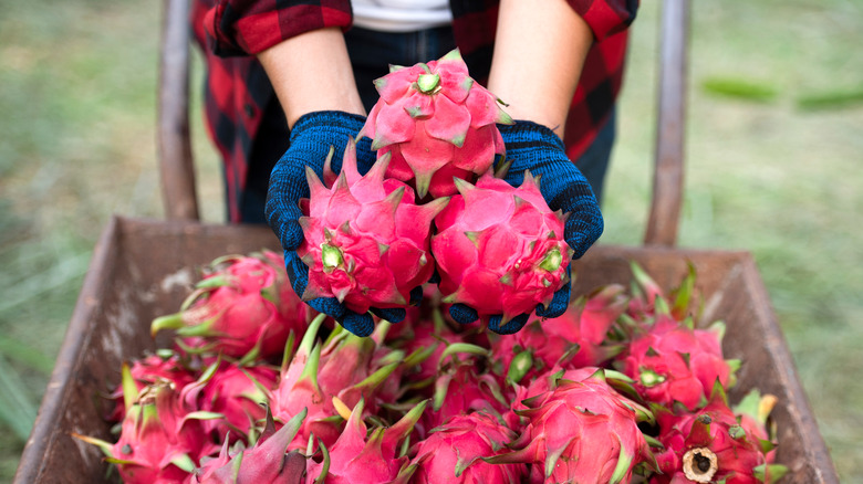 person holding dragon fruits