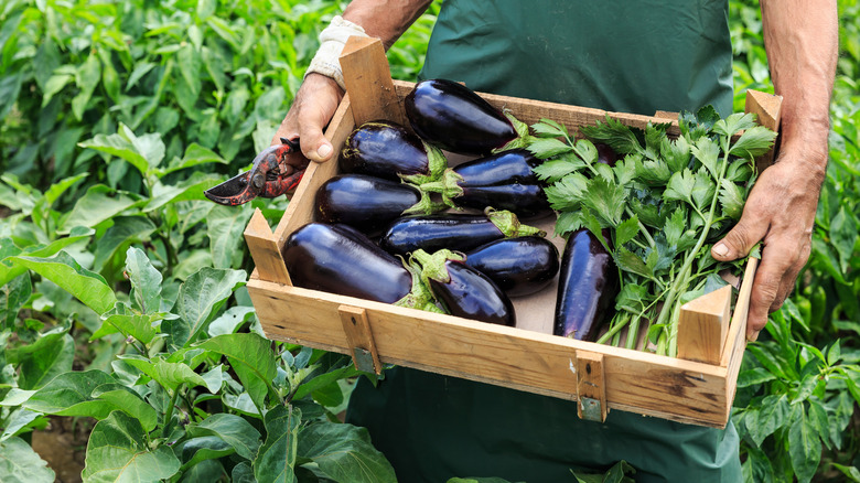 freshly harvested eggplants