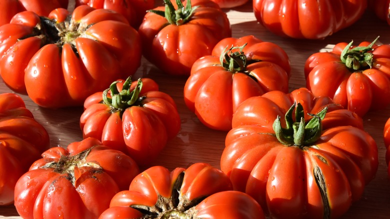 Costoluto Genovese Tomatoes 