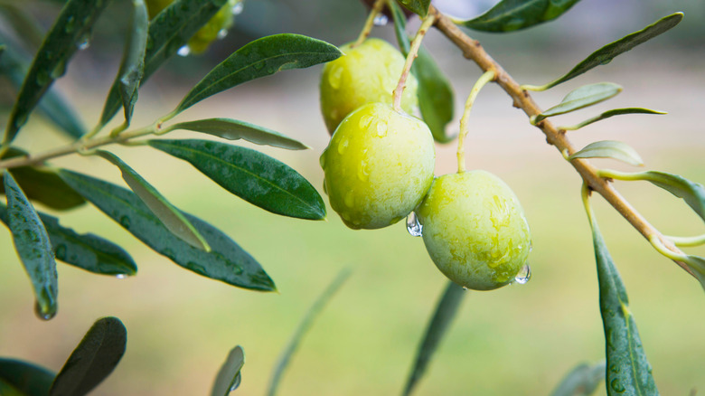  green olives on branch 