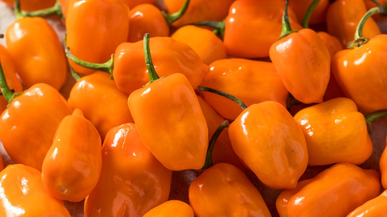 habanero peppers