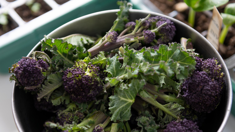 close up purple sprouting broccoli