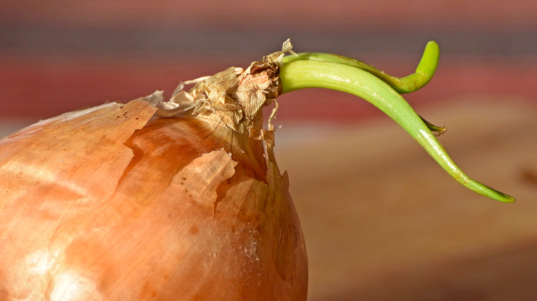 yellow onion sprouting