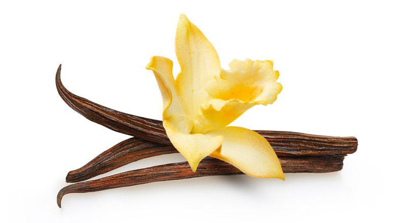 vanilla pods flower 