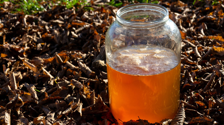 A pot of kombucha.