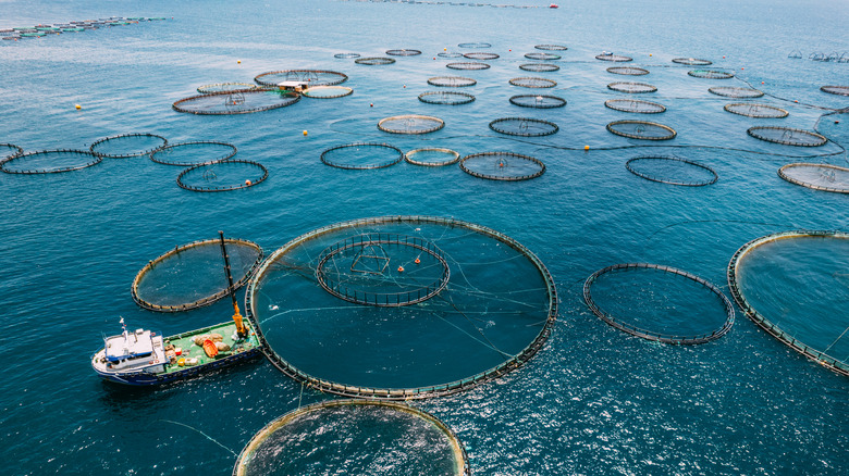 fish farm aerial view