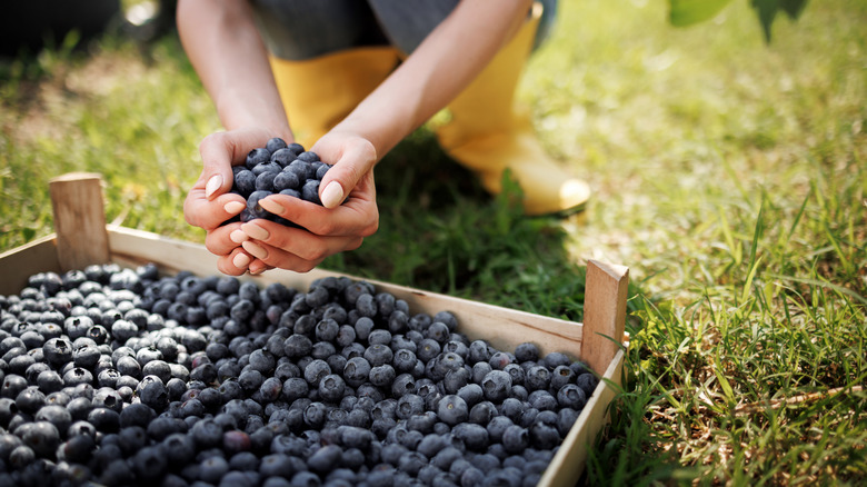 Handful of blueberries from bin