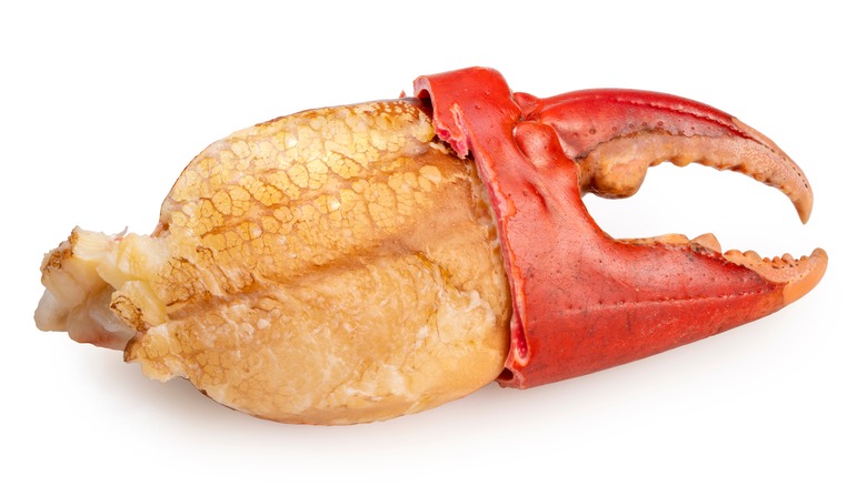 a crab claw shelled