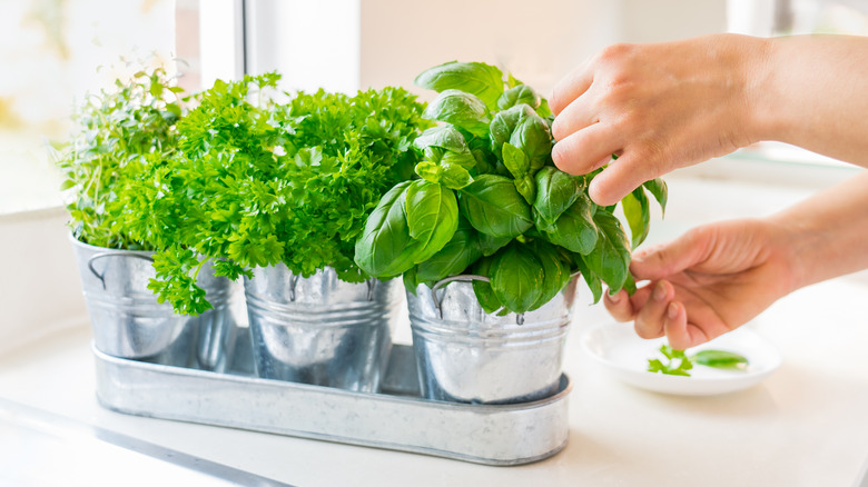 potted basil and parsley