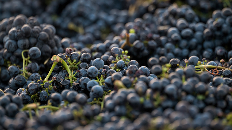 Zinfandel grapes