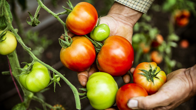 a hand hold tomatoes on the vine