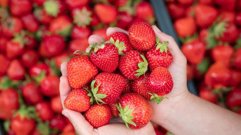 Hands holding strawberries