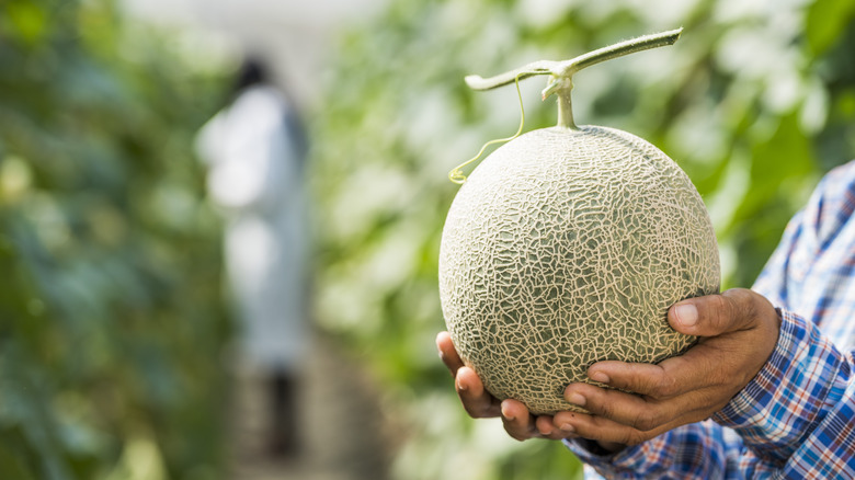 hands check a melon for freshness