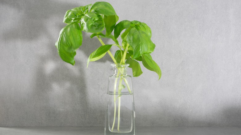 basil in glass vase