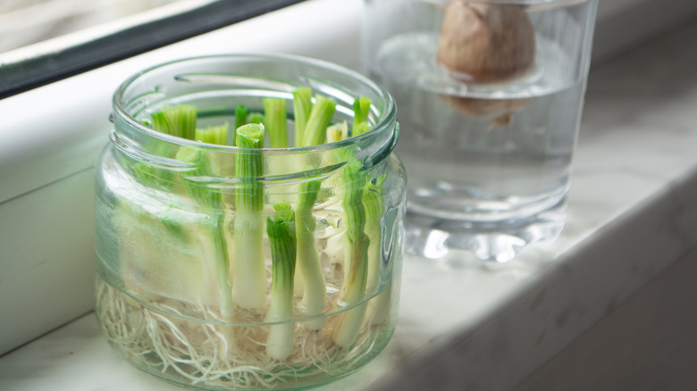 scallions in the windowsill