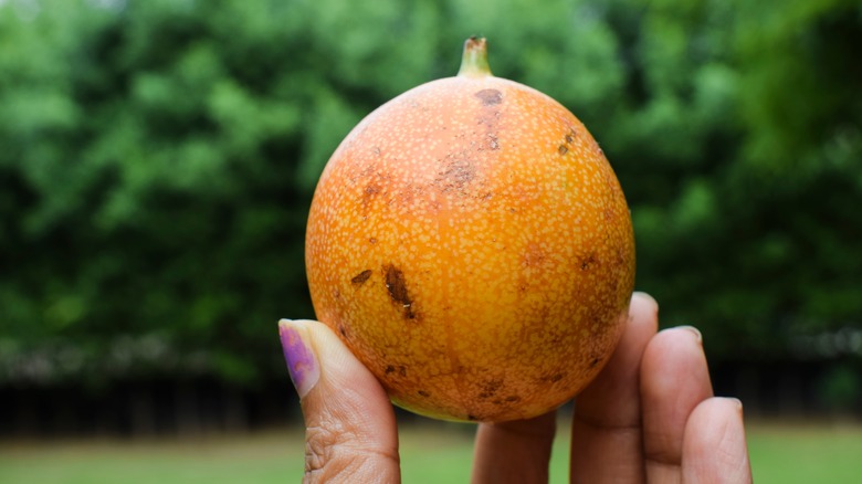 hand holding passionfruit