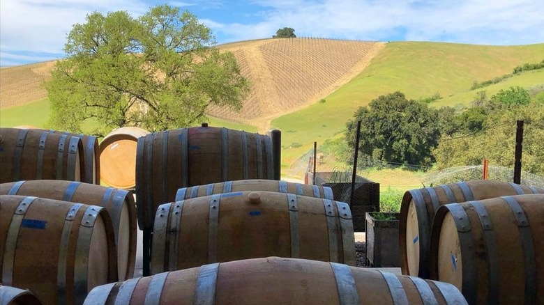 wine barrels at Alta Colina winery