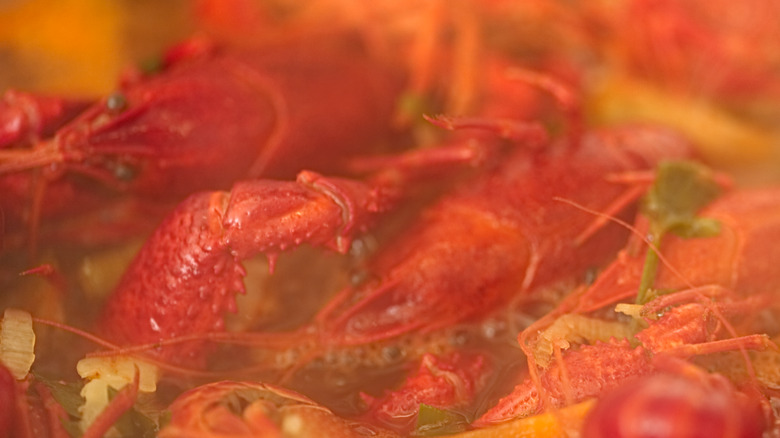 Boiling lobsters in soup stock