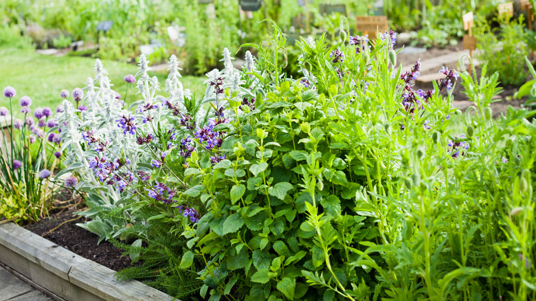 herb garden