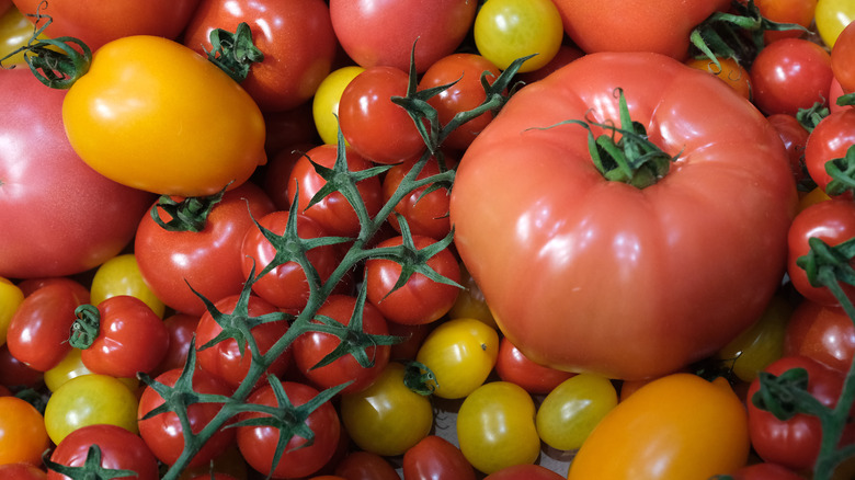 many tomato varieties