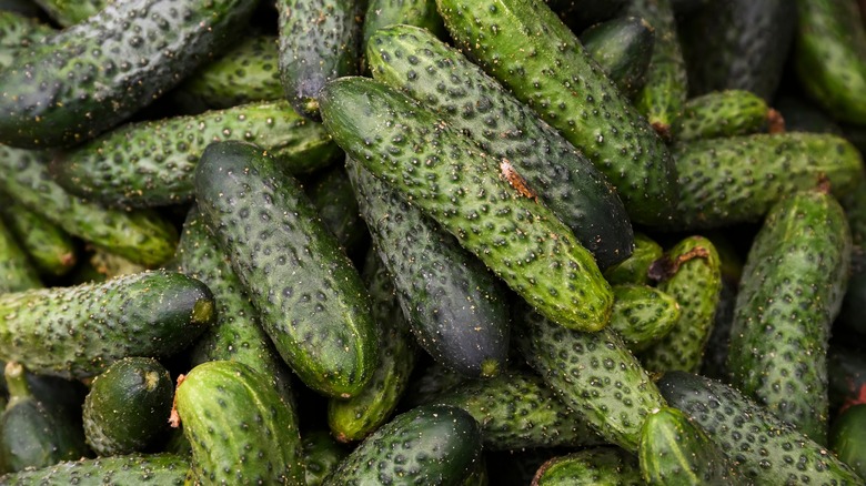 pile of kirby cucumbers