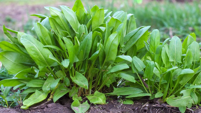 Sorrel plant in a field