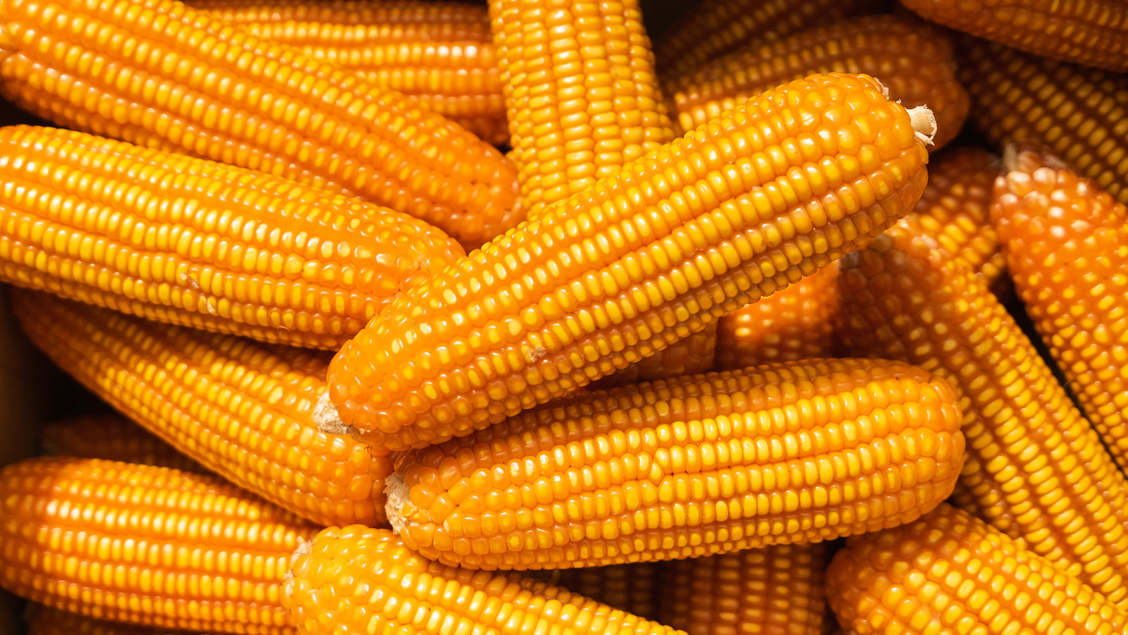 The Bundt Pan Hack To Easily Cut Kernels Off A Corn Cob