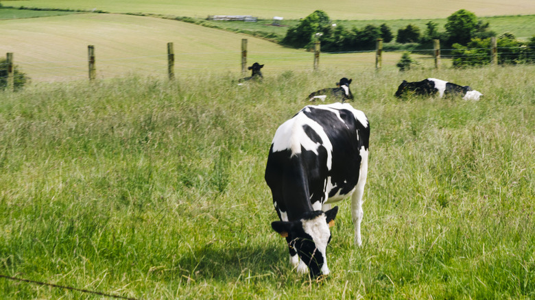 cows grazing on pasture