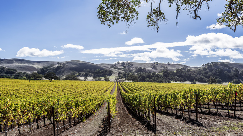 Santa Ynez Valley vineyard