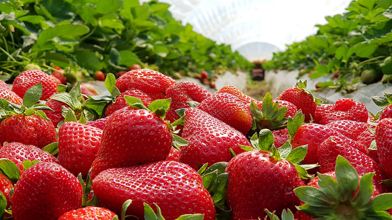 The California Seaside City Known As The Strawberry Capital Of The World