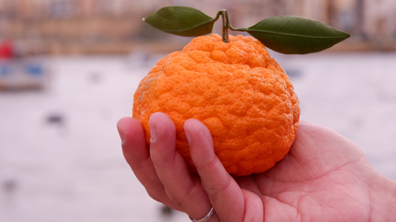 hand holding gold nugget tangerine