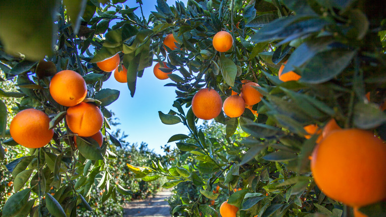 orange orchard