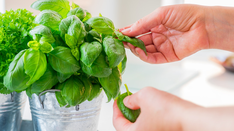 Person picks basil leaves