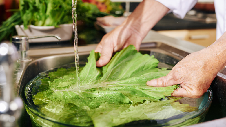 washing lettuce under running water