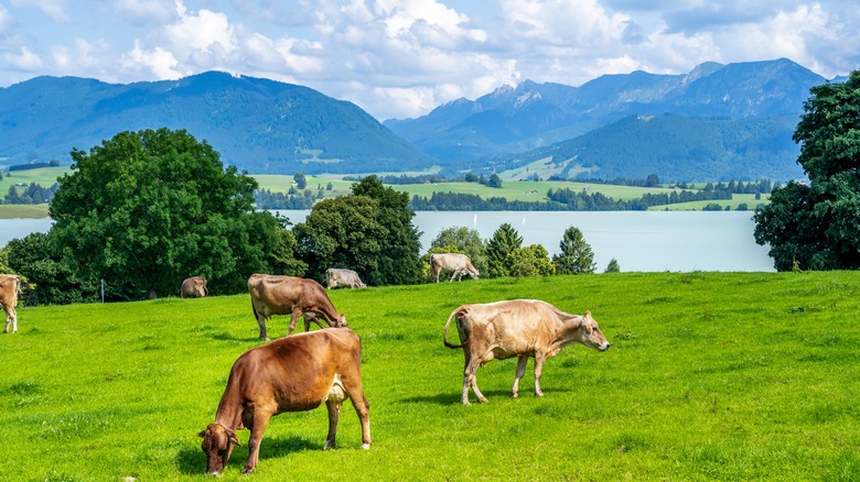 Dairy farm in Bavaria, Germany 