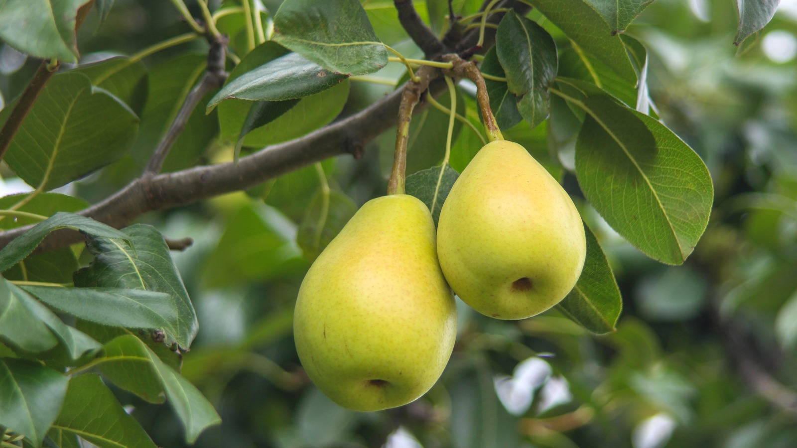 The Celebrated Pear Thats Been Lost To History