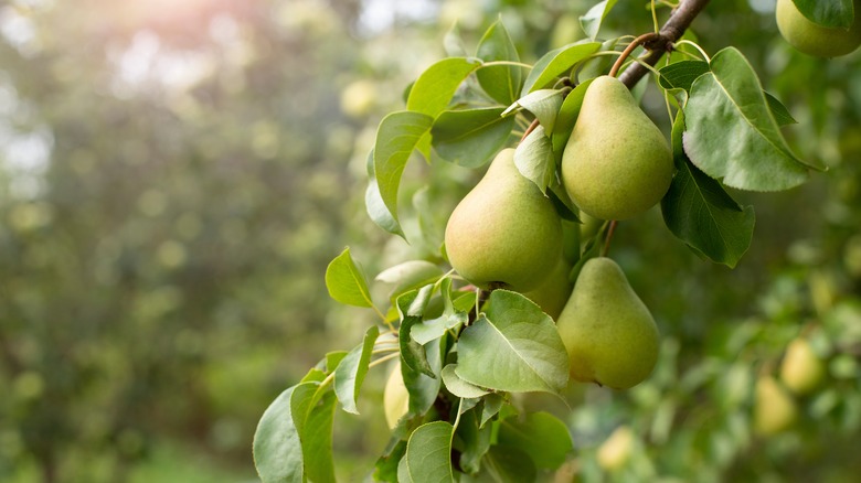 pears in an orchard