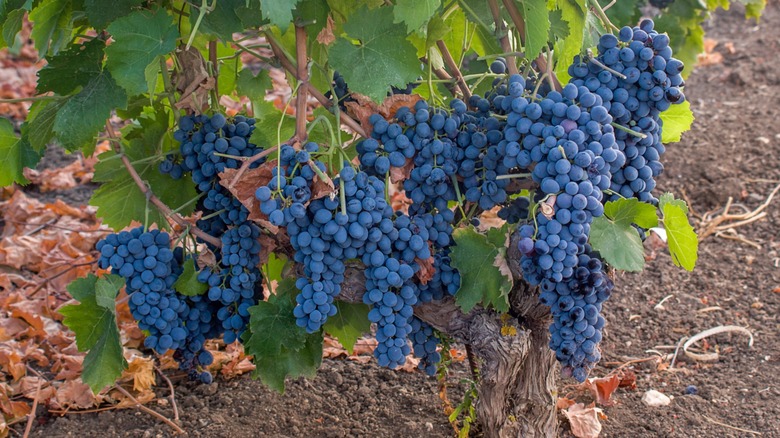 Nero d'Avola grapevines with ripe grapes