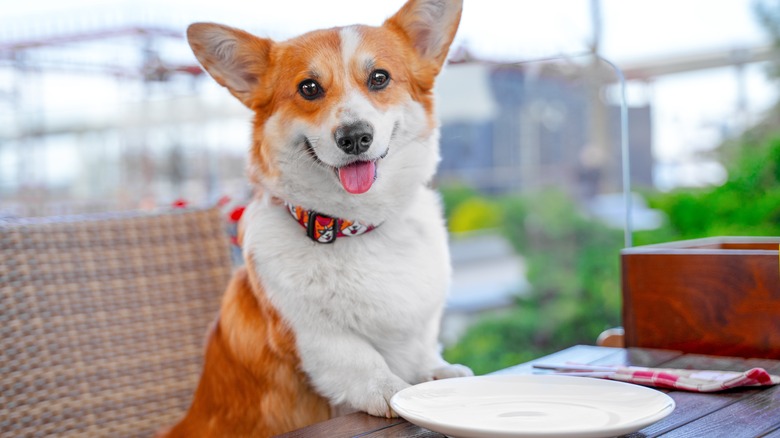 corgi dog pet friendly restaurant