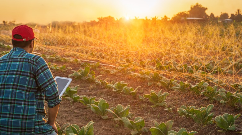 Farmer using smart tablet 