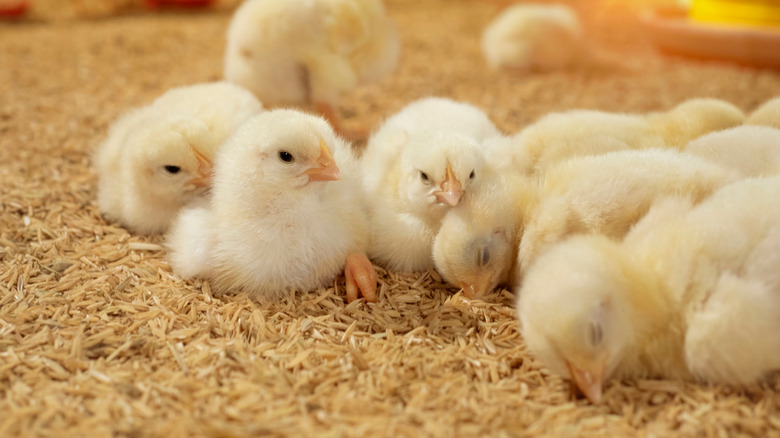 baby chickens on a farm