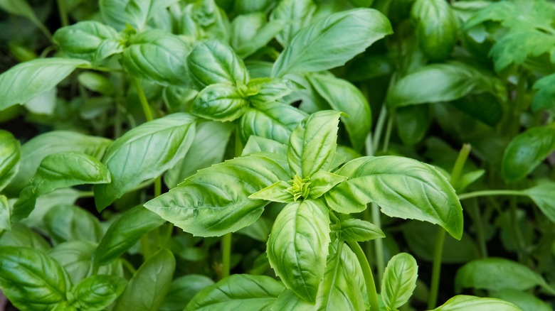 basil leaves