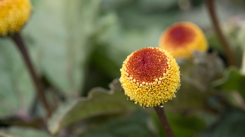 Szechuan button flowers in wild