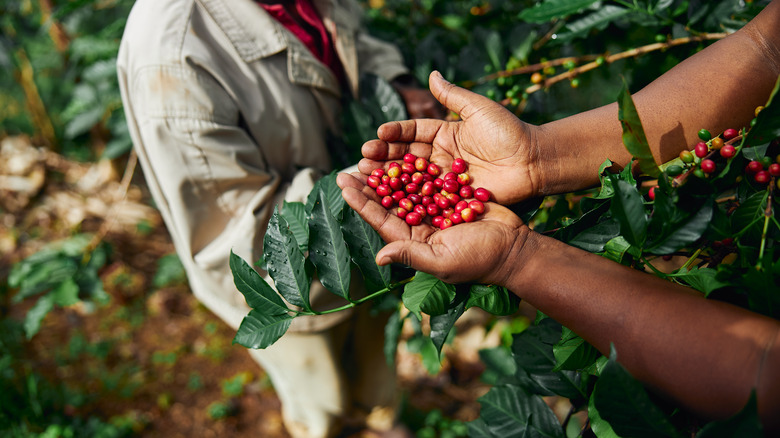 holding coffee beans