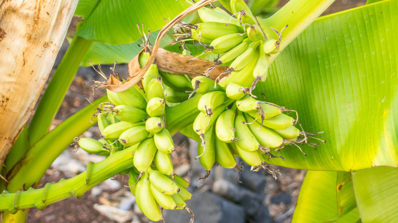 blue java banana tree