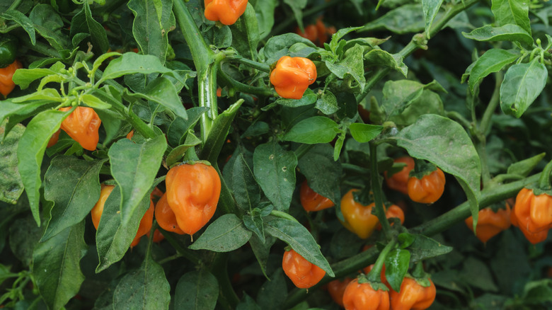 orange hot peppers with leaves