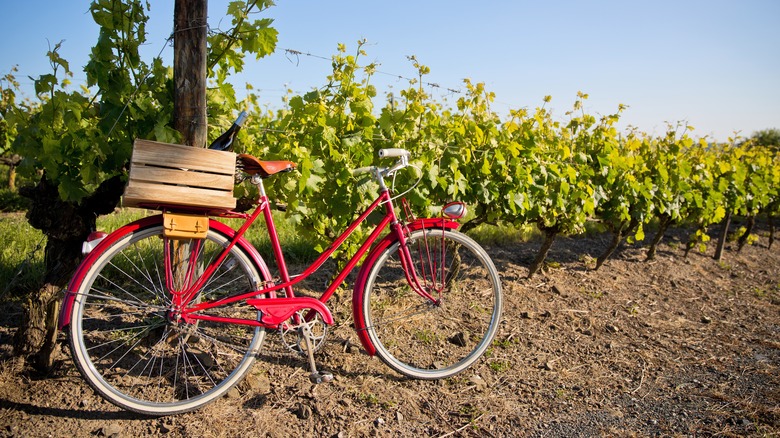 Red bicycle in vineyard