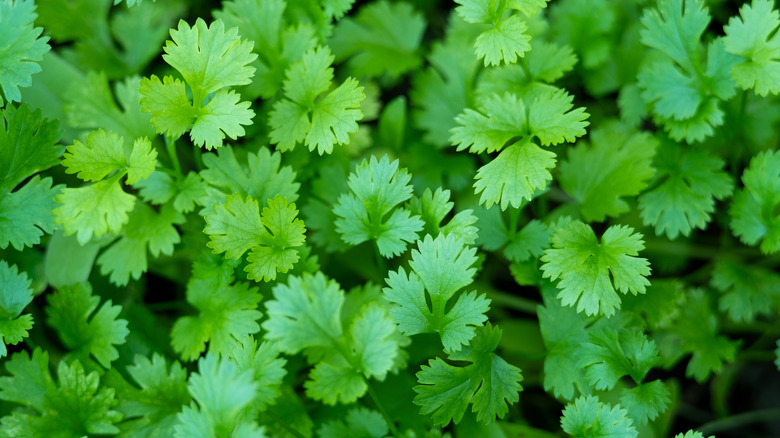 Close up of fresh cilantro