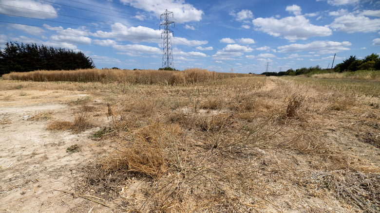 Dried up field in the U.K.